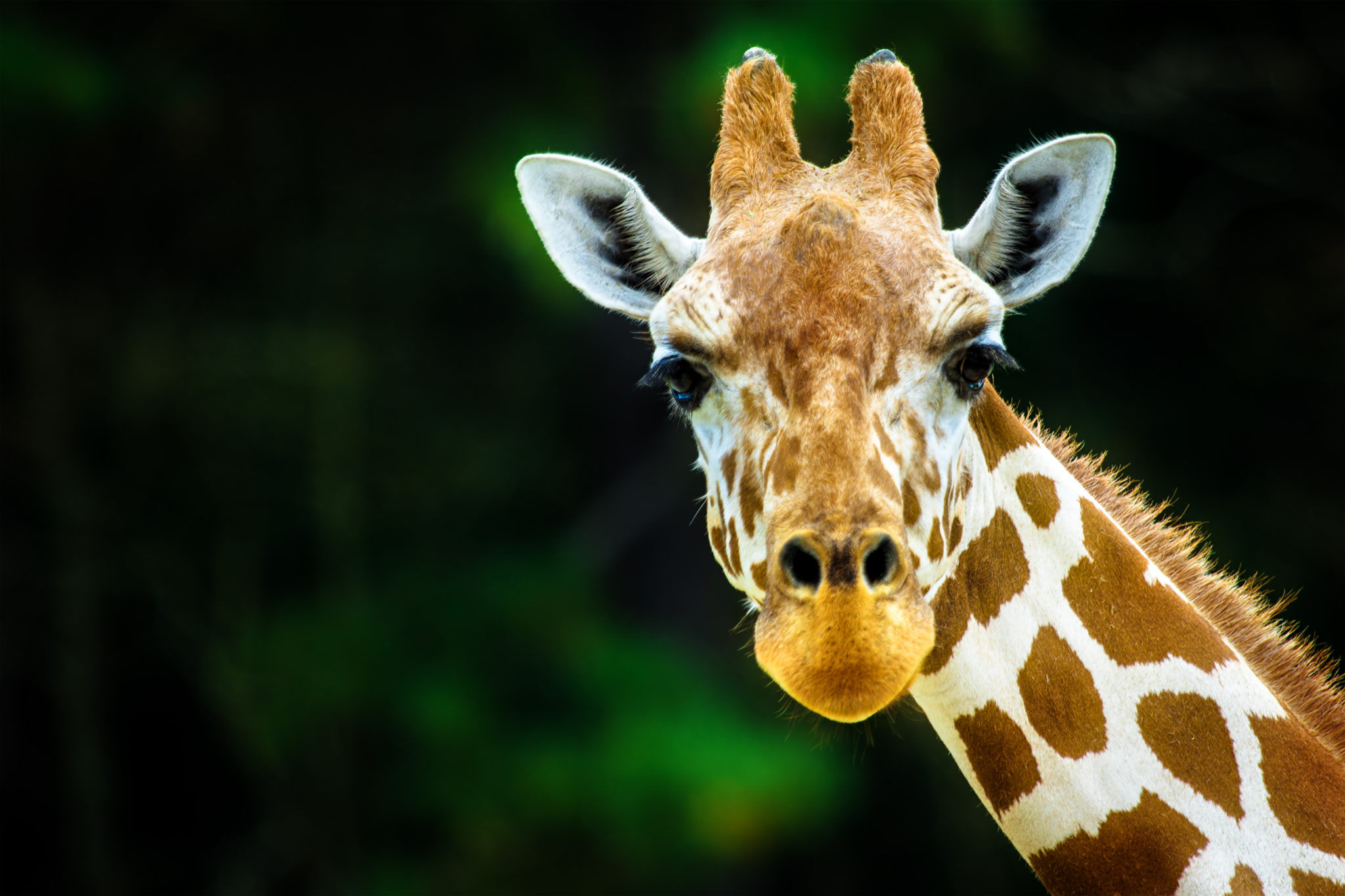 giraffe looking at camera